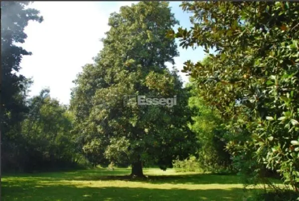 Villa via Di Piaggiori 316, Capannori