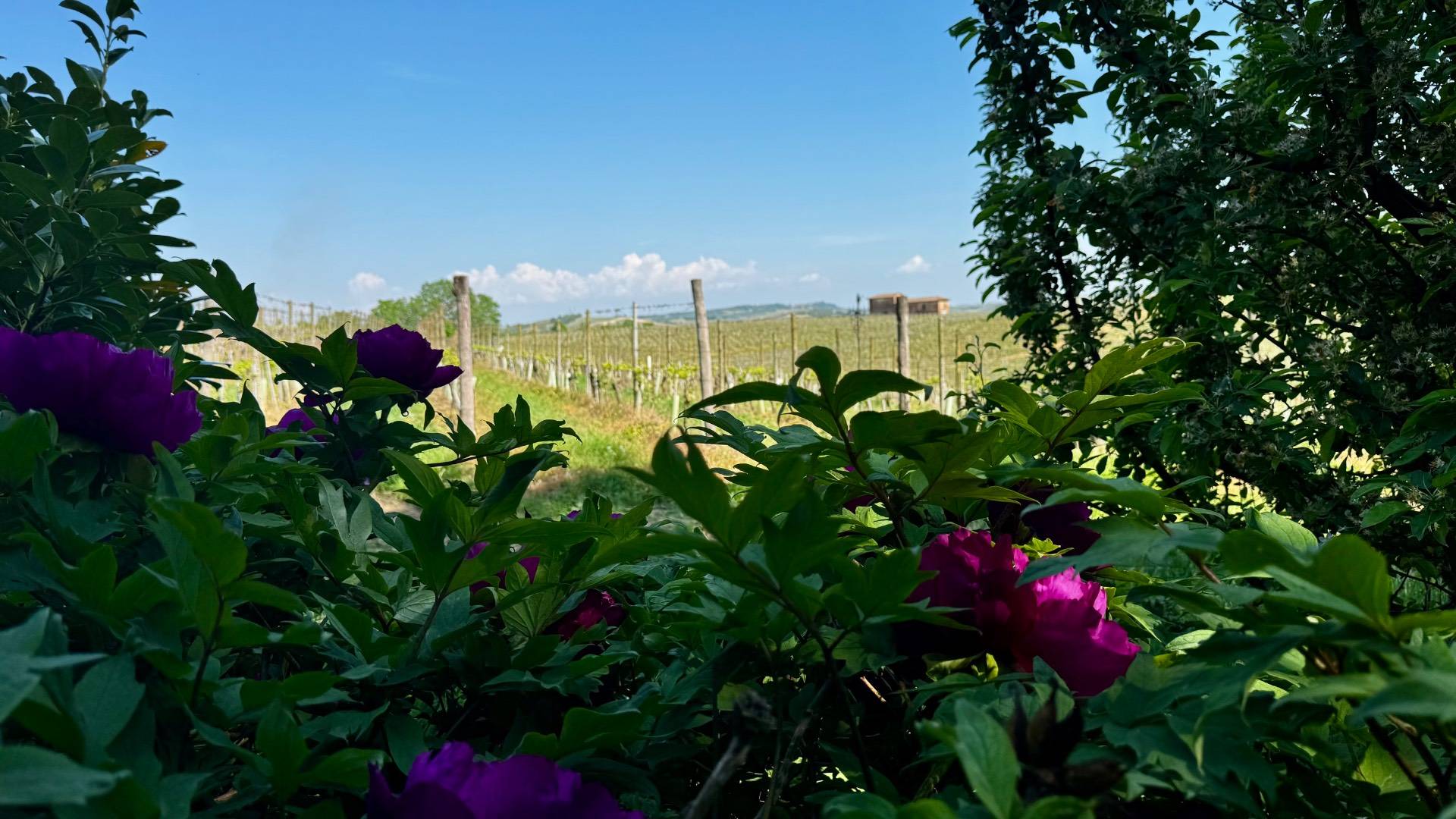 Immagine per Villa in vendita a Vaglio Serra strada provinciale 40