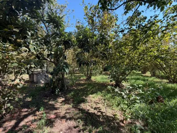 Terreno Agricolo via Napoli, Massa Di Somma