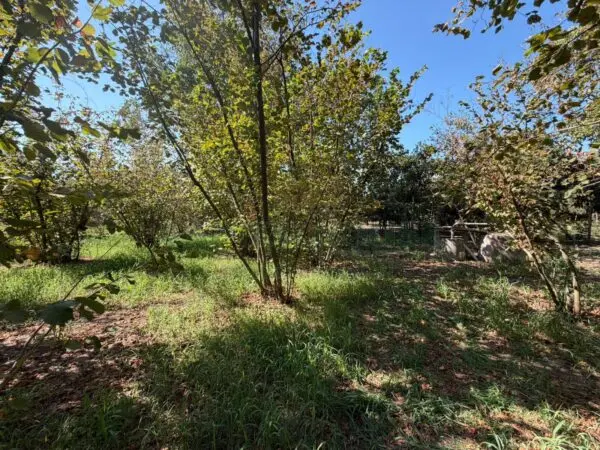 Terreno Agricolo via Napoli, Massa Di Somma