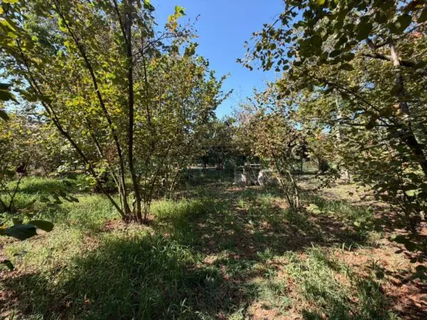 Terreno Agricolo via Napoli, Massa Di Somma