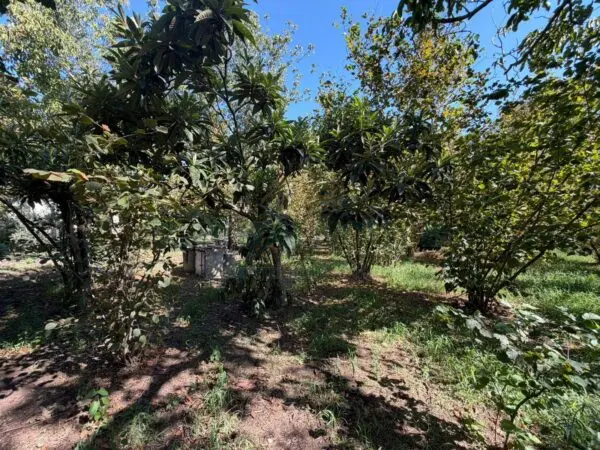 Terreno Agricolo via Napoli, Massa Di Somma