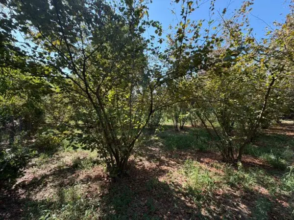 Terreno Agricolo via Napoli, Massa Di Somma