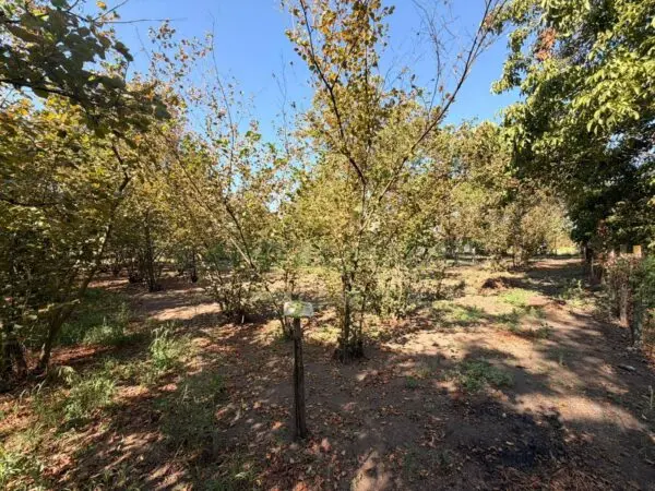 Terreno Agricolo via Napoli, Massa Di Somma