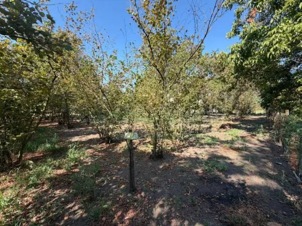 Terreno Agricolo via Napoli, Massa Di Somma