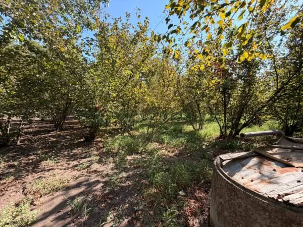 Terreno Agricolo via Napoli, Massa Di Somma