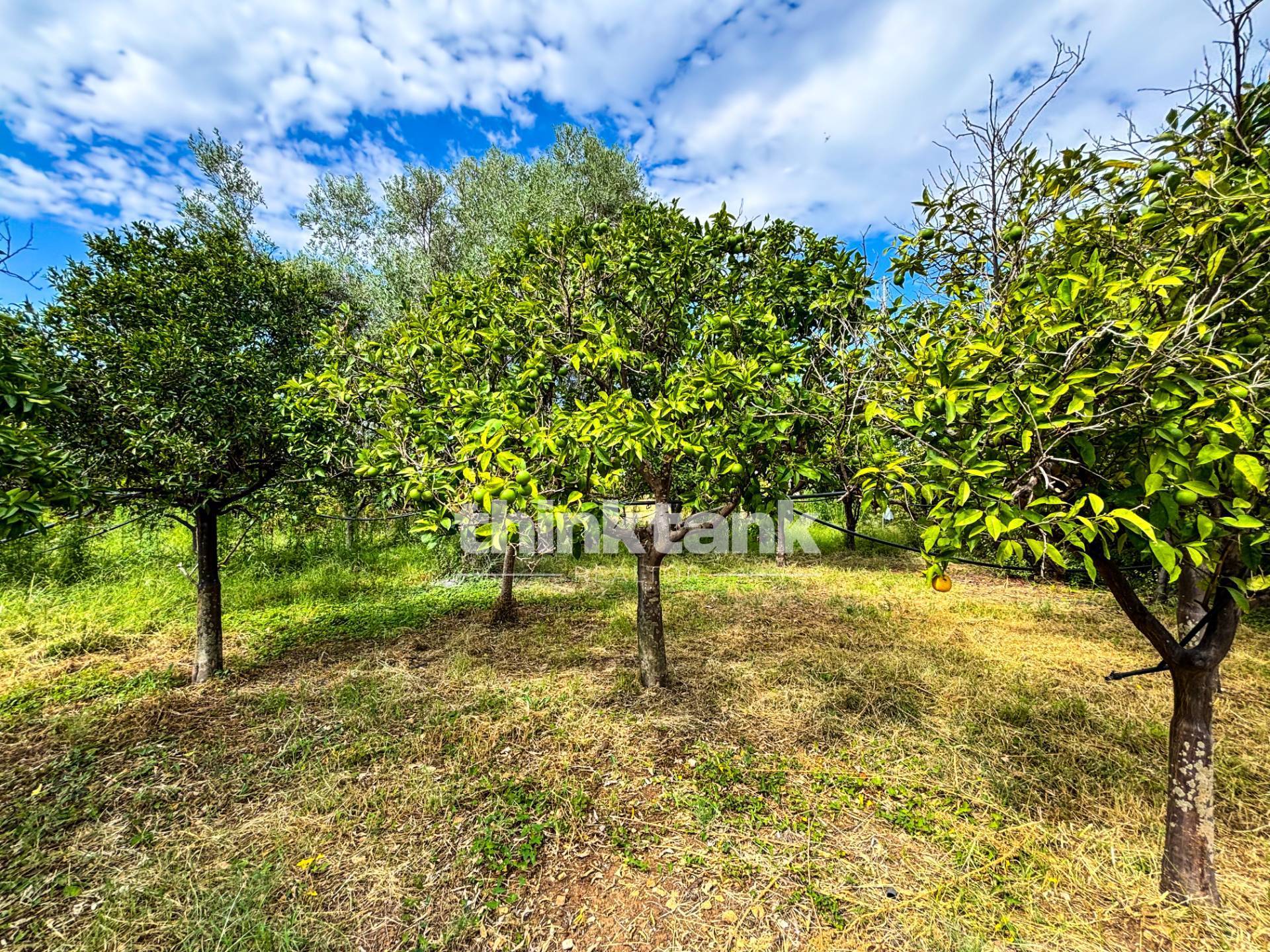 Immagine per Rustico/Casale in vendita a Siracusa Contrada Rigiliffi 1