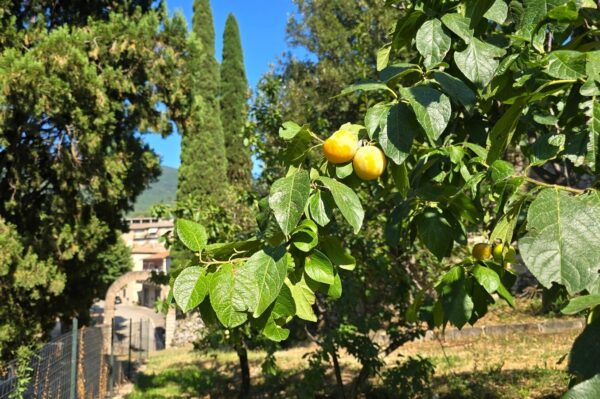Appartamento via Della Lungara 49, Montecchio